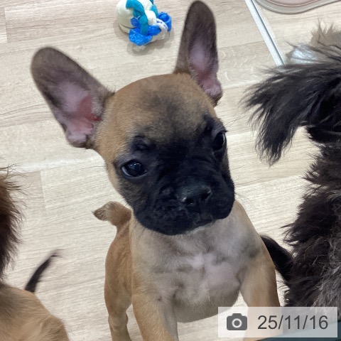 宮城県のフレンチブルドッグ (ペットプラス 仙台泉大沢店/2025年9月5日生まれ/男の子/フォーン)の子犬の3枚目の画像