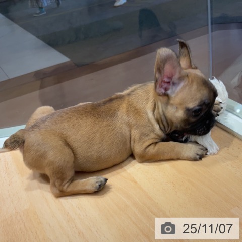 フレンチ・ブルドッグの写真