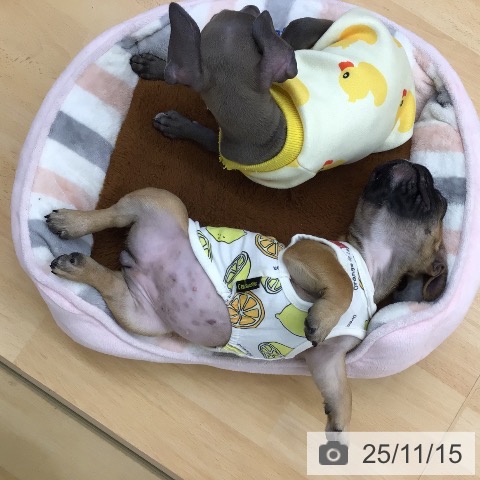 ペットプラス 浦和美園店 | フレンチ・ブルドッグの詳細情報 | 子犬