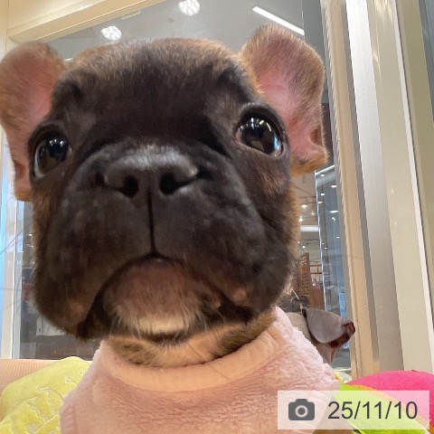 埼玉県のフレンチブルドッグ (ペットプラス 浦和美園店/2025年9月5日生まれ/女の子/フォーン)の子犬の4枚目の画像