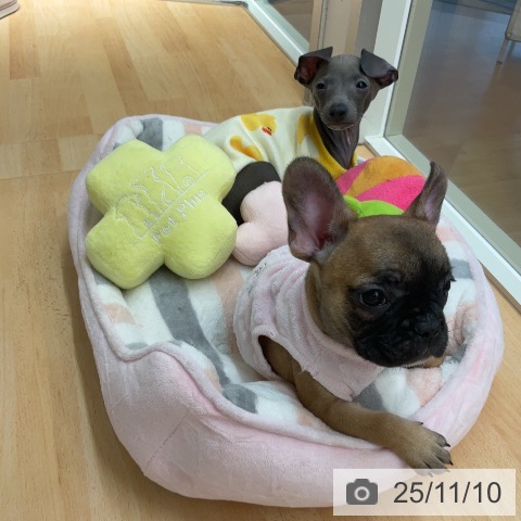 埼玉県のフレンチブルドッグ (ペットプラス 浦和美園店/2025年9月5日生まれ/女の子/フォーン)の子犬の3枚目の画像