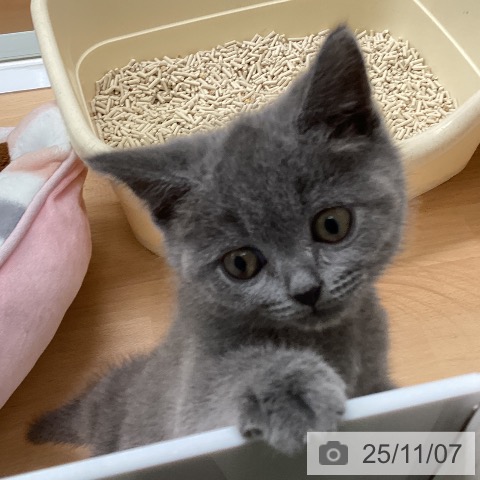 ブリティッシュショートヘアの写真