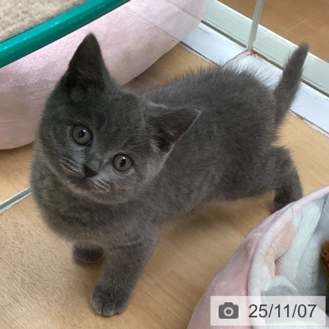 ブリティッシュショートヘアの写真