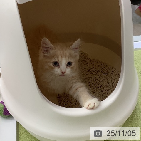 サイベリアンの写真