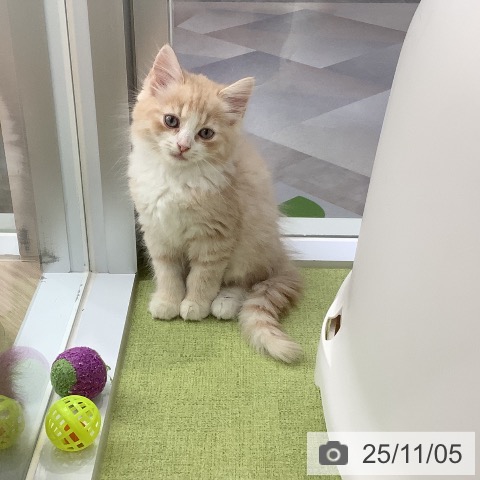 サイベリアンの写真