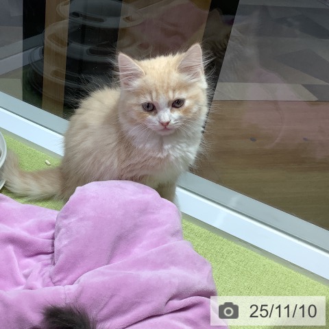 埼玉県のサイベリアン (ペットプラス 八潮店/2025年9月2日生まれ/男の子/クリームタビーホワイト)の子猫の4枚目の画像