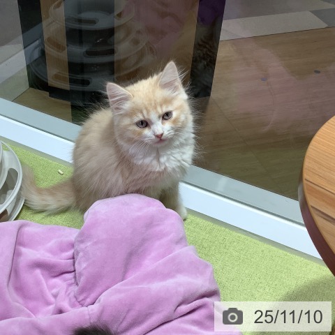 埼玉県のサイベリアン (ペットプラス 八潮店/2025年9月2日生まれ/男の子/クリームタビーホワイト)の子猫の3枚目の画像