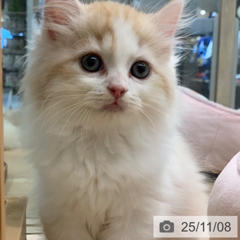 サイベリアンの写真