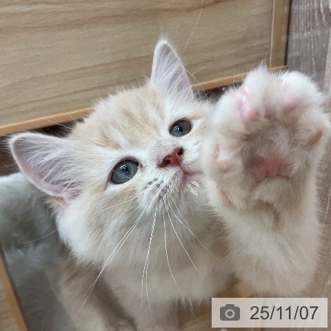 ラガマフィンの写真