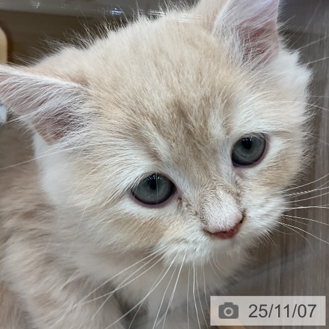 ラガマフィンの写真