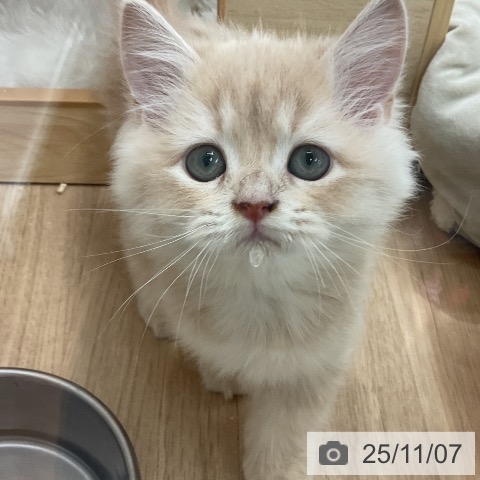 ラガマフィンの写真