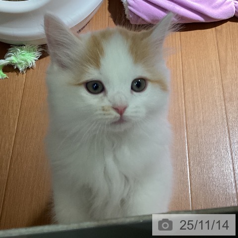 ラガマフィンの写真