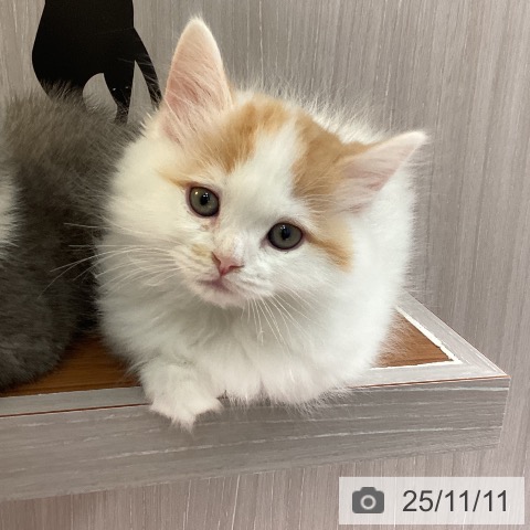 ラガマフィンの写真