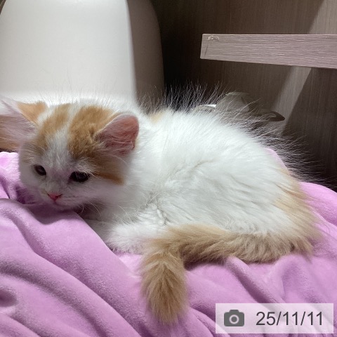 ラガマフィンの写真