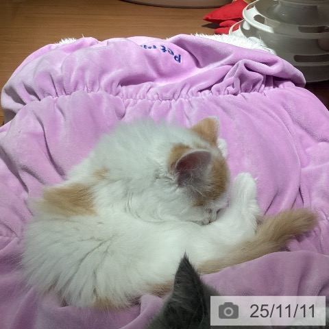 ラガマフィンの写真