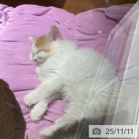 ラガマフィンの写真