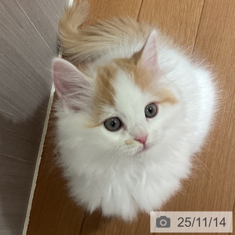 ラガマフィンの写真