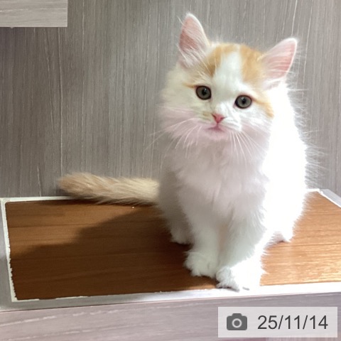 ラガマフィンの写真