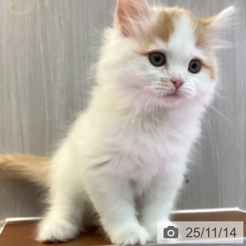 ラガマフィンの写真