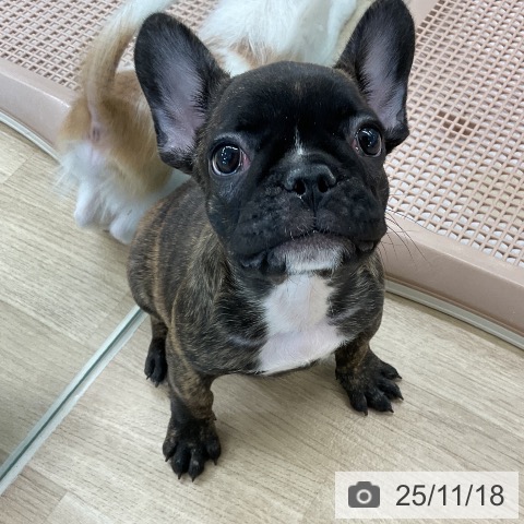 フレンチ・ブルドッグの写真