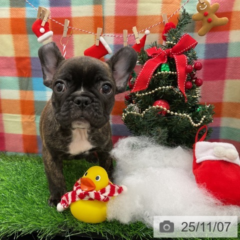 フレンチ・ブルドッグの写真