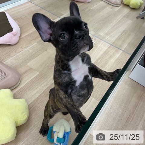 フレンチ・ブルドッグの写真