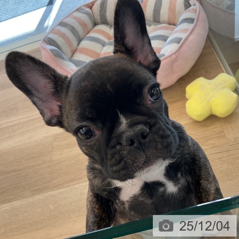 千葉県のフレンチブルドッグ (ペットプラス コトエ流山おおたかの森店/2025年9月5日生まれ/男の子/ブリンドルホワイト)の子犬の4枚目の画像