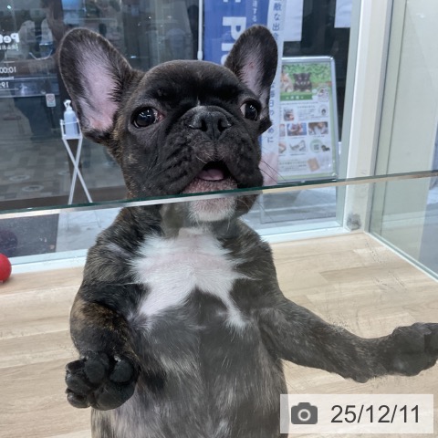 フレンチ・ブルドッグの写真