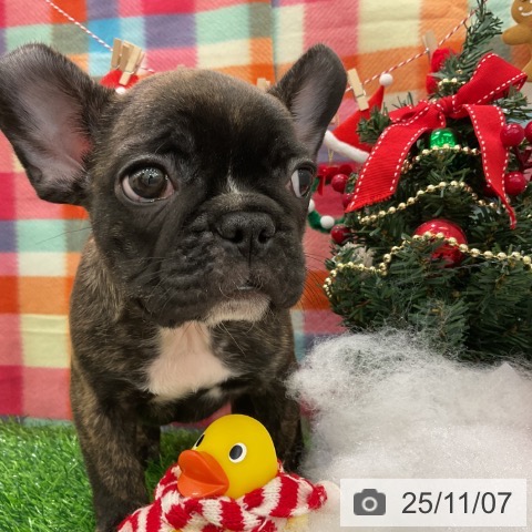 フレンチ・ブルドッグの写真