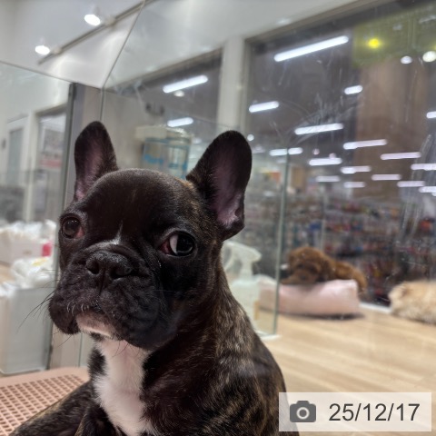 千葉県のフレンチブルドッグ (ペットプラス 木更津店/2025年9月5日生まれ/男の子/ブリンドルホワイト)の子犬の3枚目の画像
