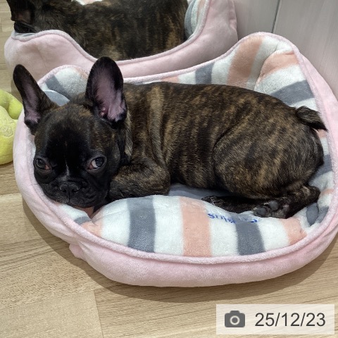 千葉県のフレンチブルドッグ (ペットプラス 木更津店/2025年9月5日生まれ/男の子/ブリンドルホワイト)の子犬の3枚目の画像