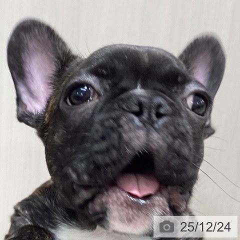 千葉県のフレンチブルドッグ (ペットプラス 木更津店/2025年9月5日生まれ/男の子/ブリンドルホワイト)の子犬の3枚目の画像