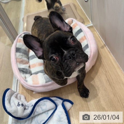 千葉県のフレンチブルドッグ (ペットプラス 木更津店/2025年9月5日生まれ/男の子/ブリンドルホワイト)の子犬の3枚目の画像
