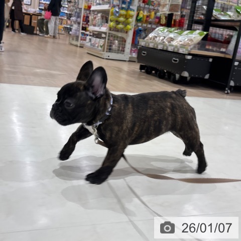 千葉県のフレンチブルドッグ (ペットプラス 木更津店/2025年9月5日生まれ/男の子/ブリンドルホワイト)の子犬の4枚目の画像