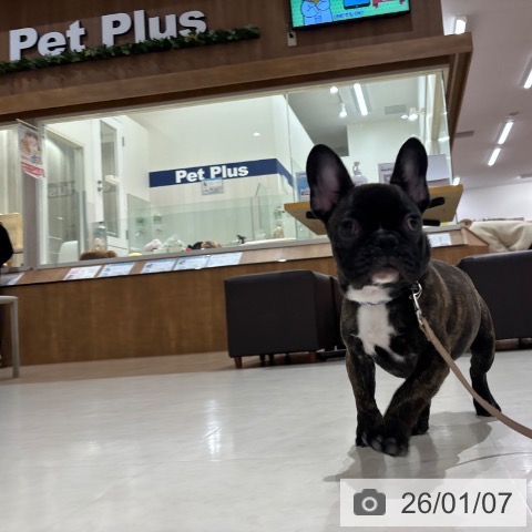 千葉県のフレンチブルドッグ (ペットプラス 木更津店/2025年9月5日生まれ/男の子/ブリンドルホワイト)の子犬の3枚目の画像