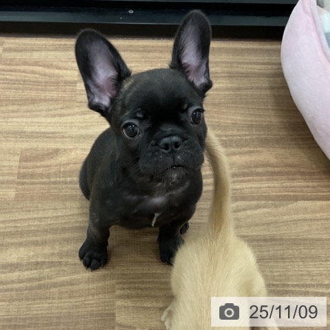 フレンチ・ブルドッグの写真