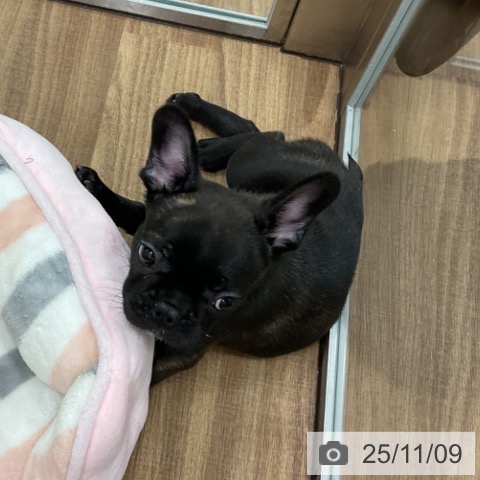 フレンチ・ブルドッグの写真