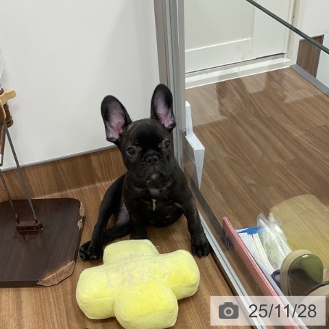 茨城県のフレンチブルドッグ (ペッツワン 古河店/2025年9月5日生まれ/女の子/ブリンドルホワイト)の子犬の3枚目の画像
