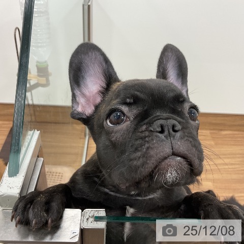 群馬県のフレンチブルドッグ (ペットプラス イオンモール太田店/2025年9月5日生まれ/女の子/ブリンドルホワイト)の子犬の3枚目の画像