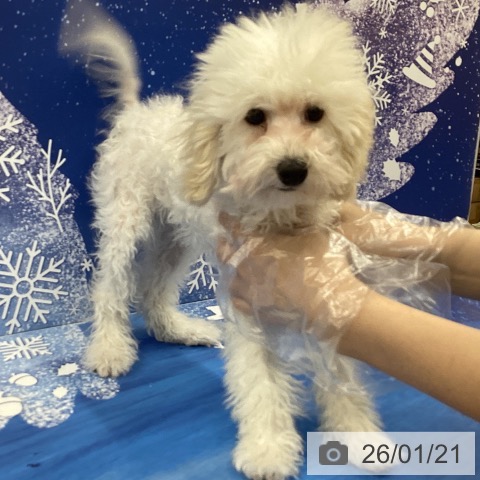 トイ・プードルの写真