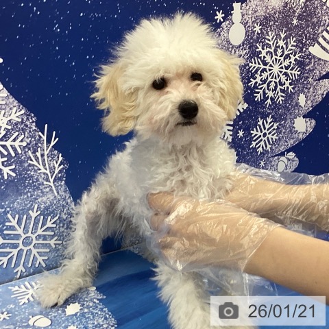 トイ・プードルの写真