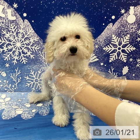 トイ・プードルの写真