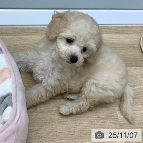 茨城県のトイプードル(トイ) (ペッツワン 阿見店/2025年9月5日生まれ/女の子/クリーム)の子犬の4枚目の画像