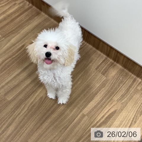 茨城県のトイプードル(トイ) (ペッツワン 阿見店/2025年9月5日生まれ/女の子/クリーム)の子犬の4枚目の画像