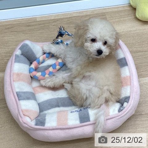 茨城県のトイプードル(トイ) (ペッツワン 阿見店/2025年9月5日生まれ/女の子/クリーム)の子犬の3枚目の画像