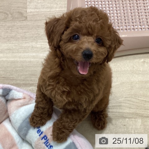 トイ・プードルの写真