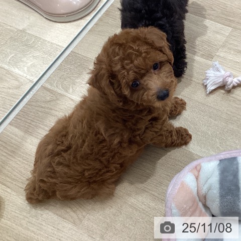 トイ・プードルの写真