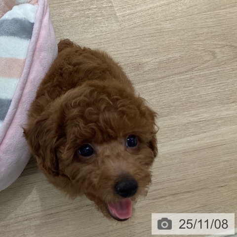 トイ・プードルの写真