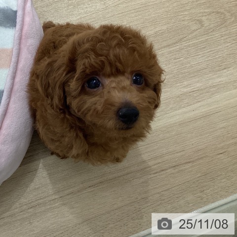 トイ・プードルの写真