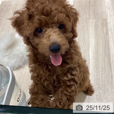 宮城県のトイプードル(トイ) (ペットプラス 仙台上杉店/2025年9月4日生まれ/男の子/レッド)の子犬の3枚目の画像